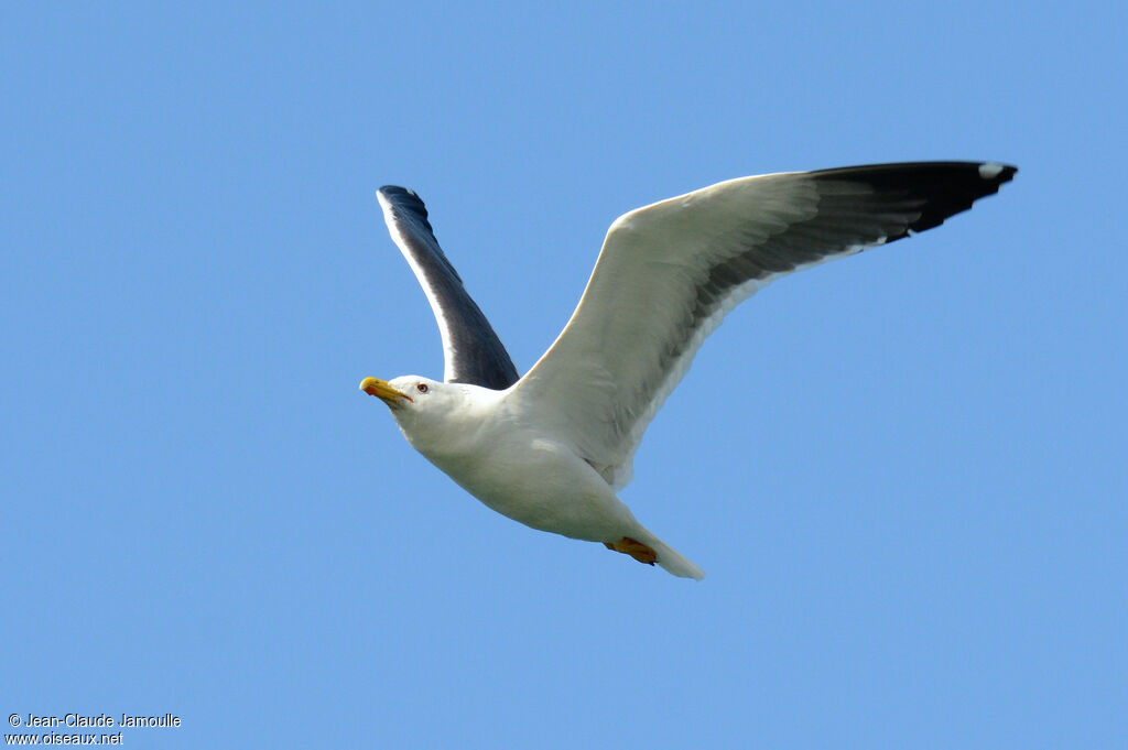 Lesser Black-backed Gull (heuglini)