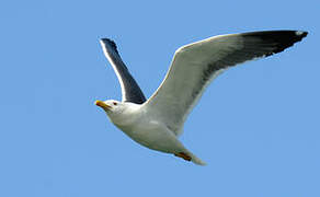 Lesser Black-backed Gull (heuglini)