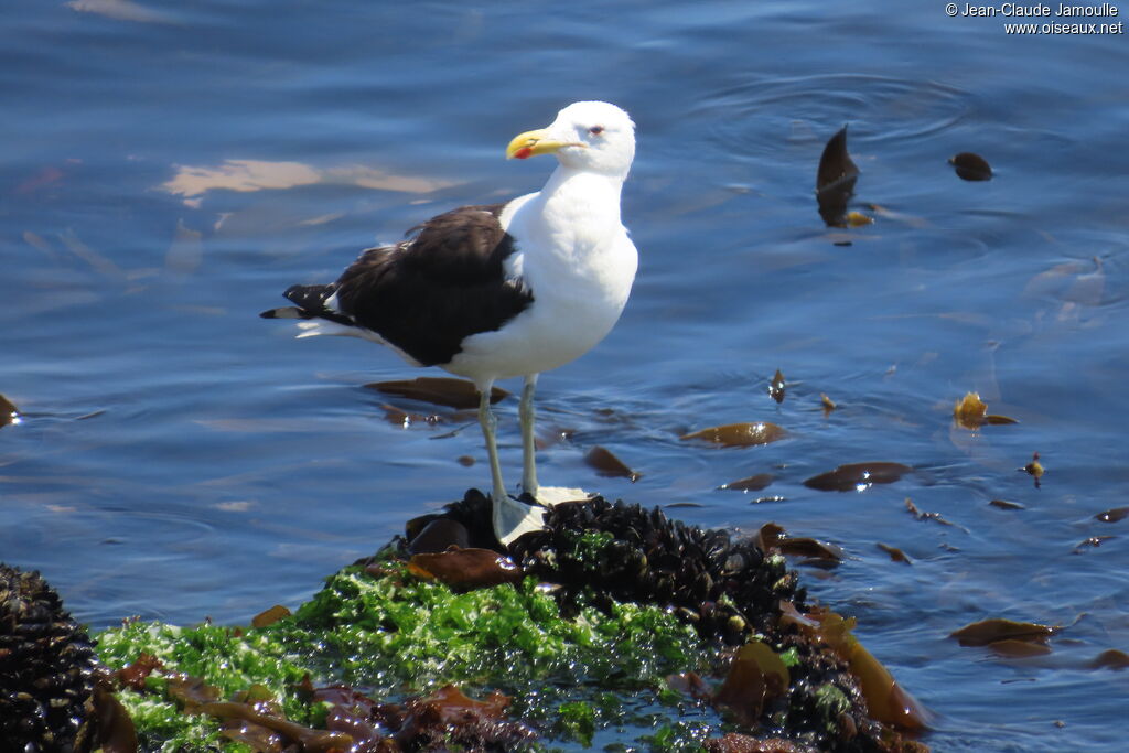 Kelp Gull