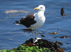 Kelp Gull