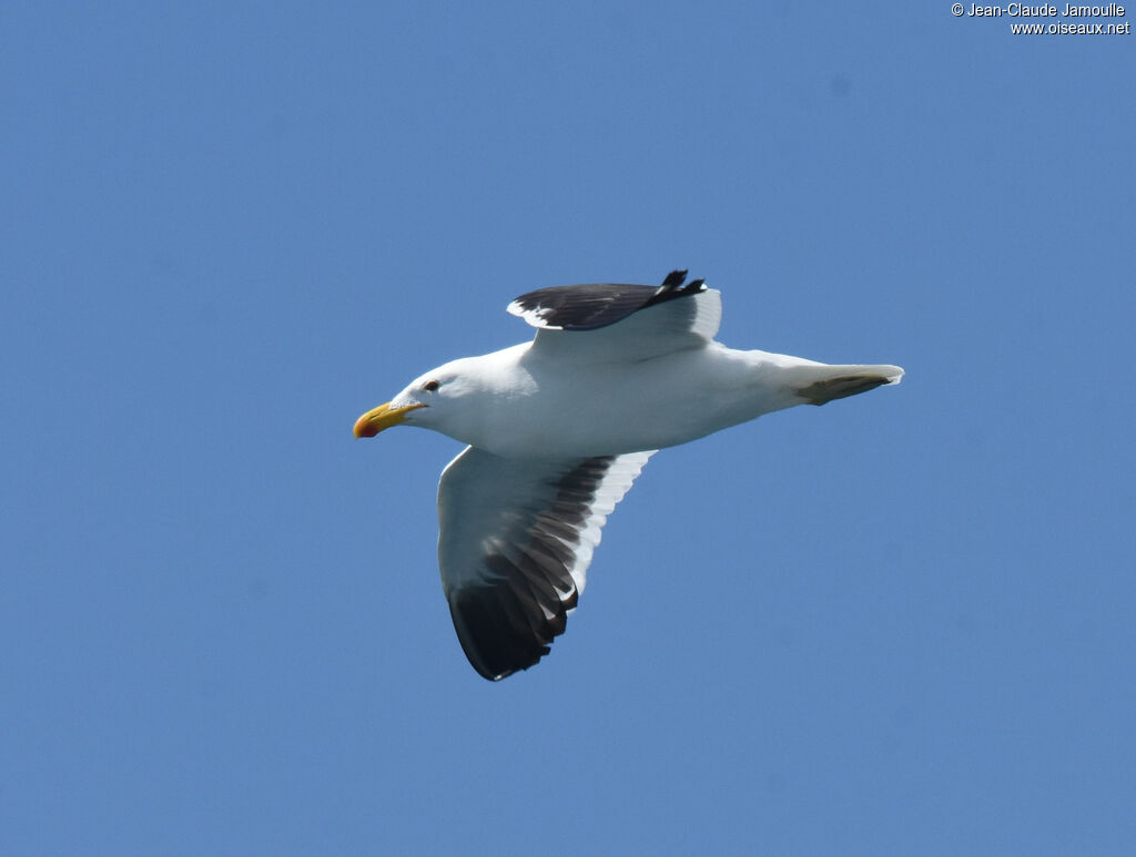 Kelp Gulladult, Flight