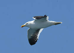 Kelp Gull