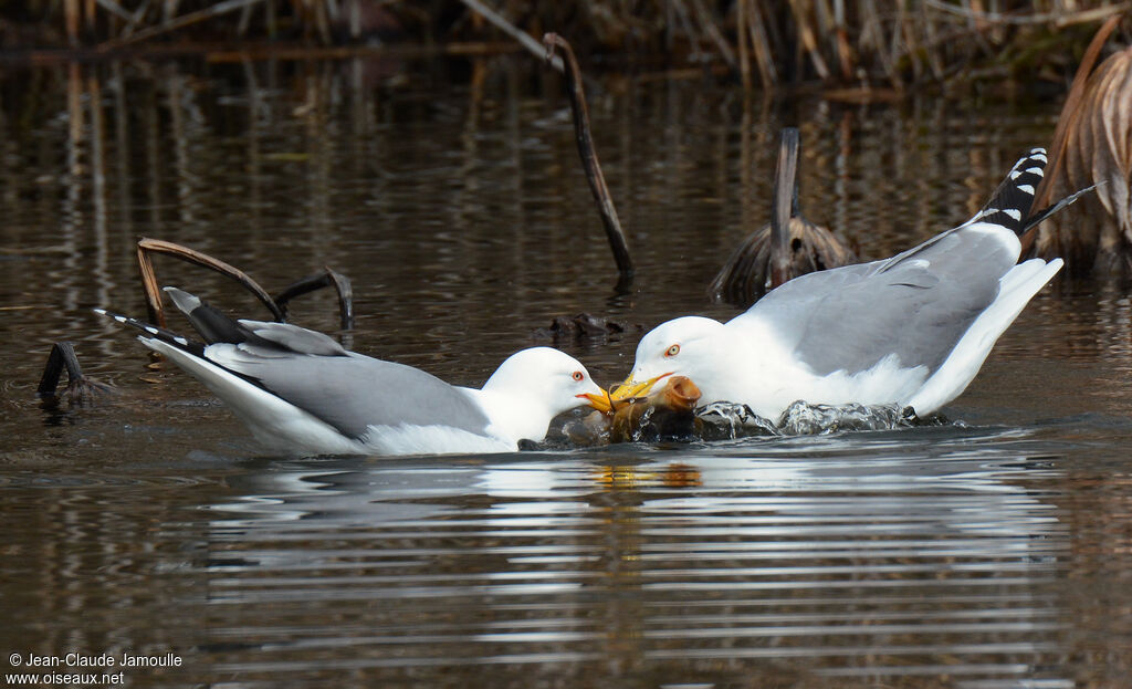 Yellow-legged Gull