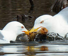 Yellow-legged Gull