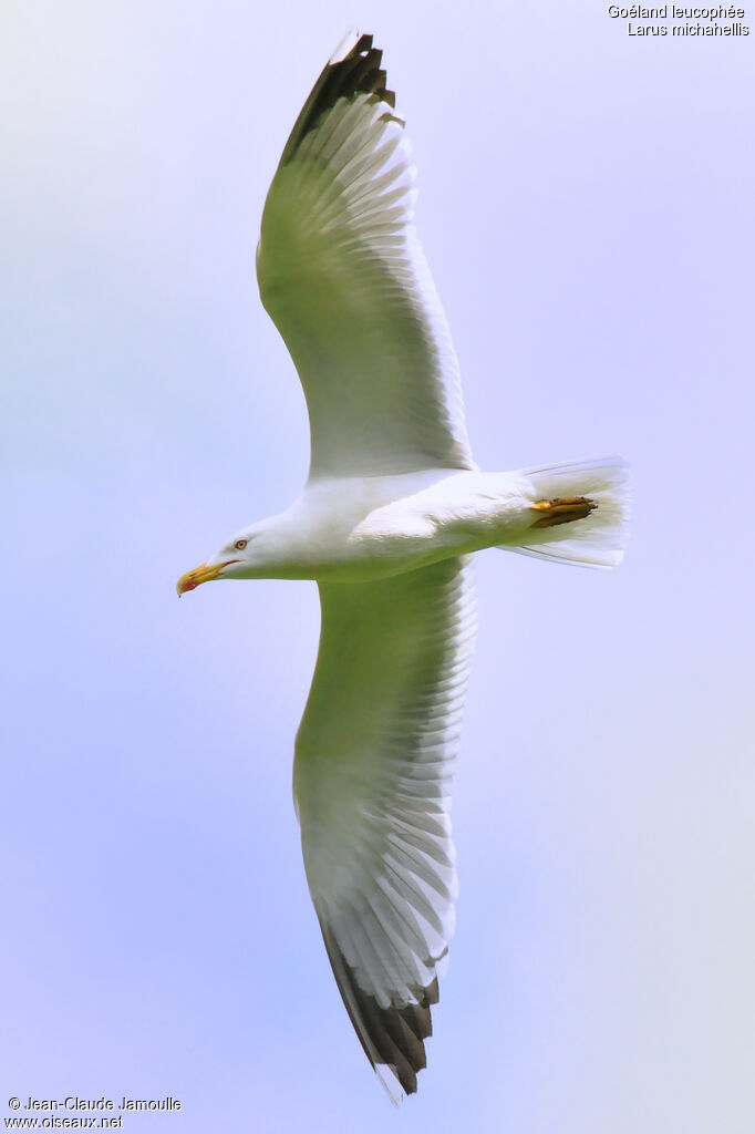 Goéland leucophéeadulte, Vol