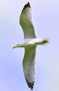 Yellow-legged Gull