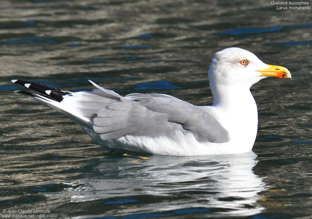 Goéland leucophéeadulte internuptial, Comportement