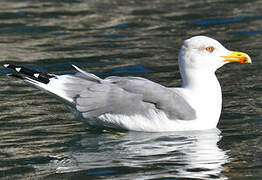 Yellow-legged Gull