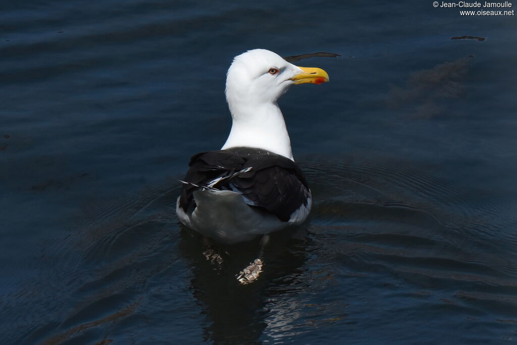 Great Black-backed Gull