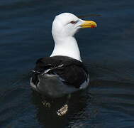 Great Black-backed Gull