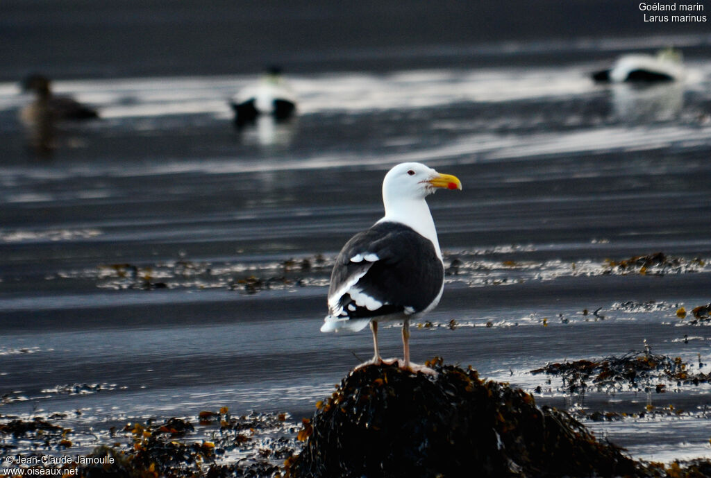 Great Black-backed Gulladult, Behaviour