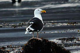 Great Black-backed Gull