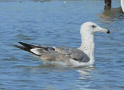 Caspian Gull