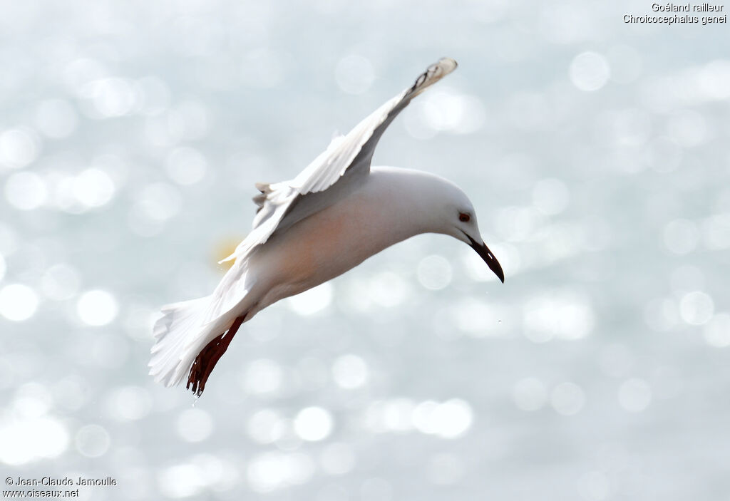 Slender-billed Gulladult breeding, Flight