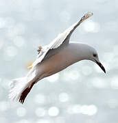 Slender-billed Gull