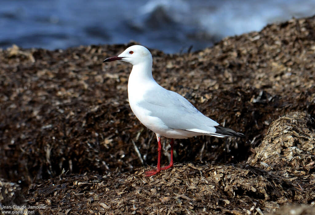 Slender-billed Gulladult breeding, identification