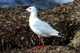 Slender-billed Gull