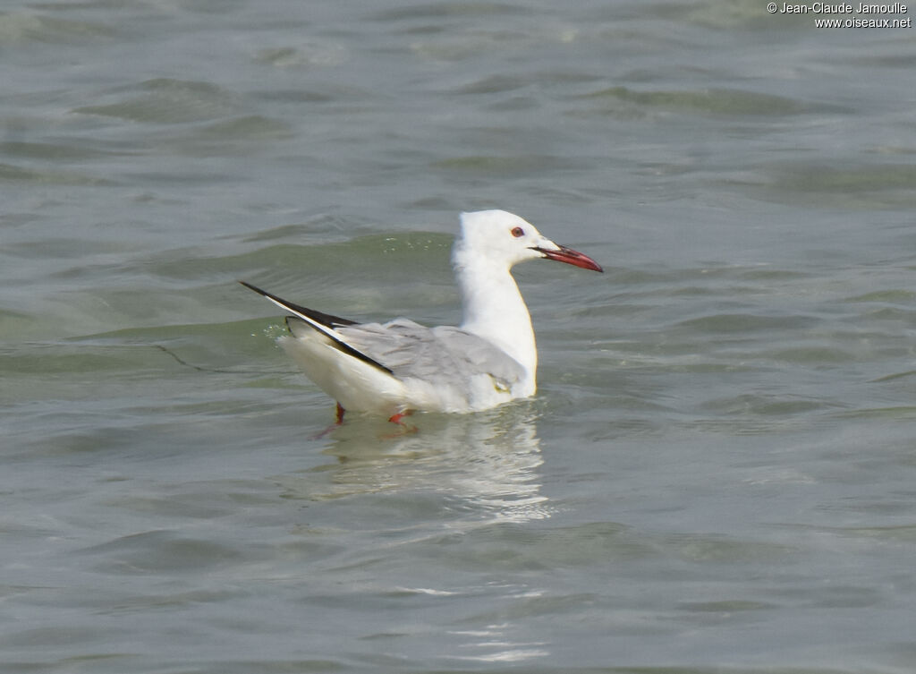 Slender-billed Gull