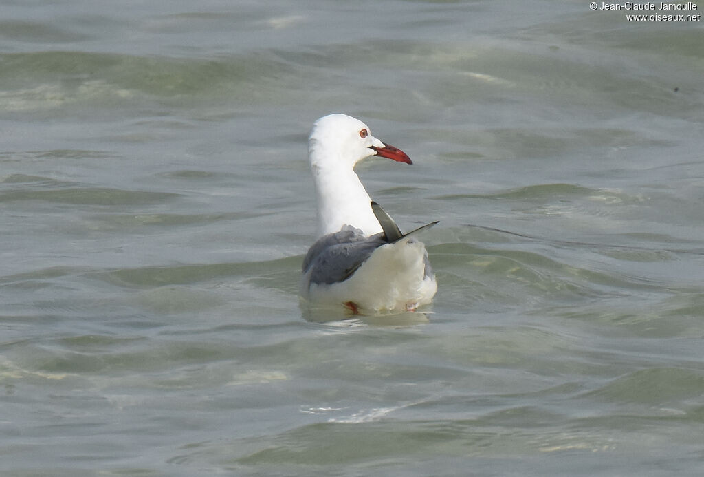 Slender-billed Gull