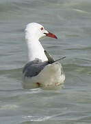 Slender-billed Gull