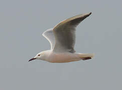 Slender-billed Gull