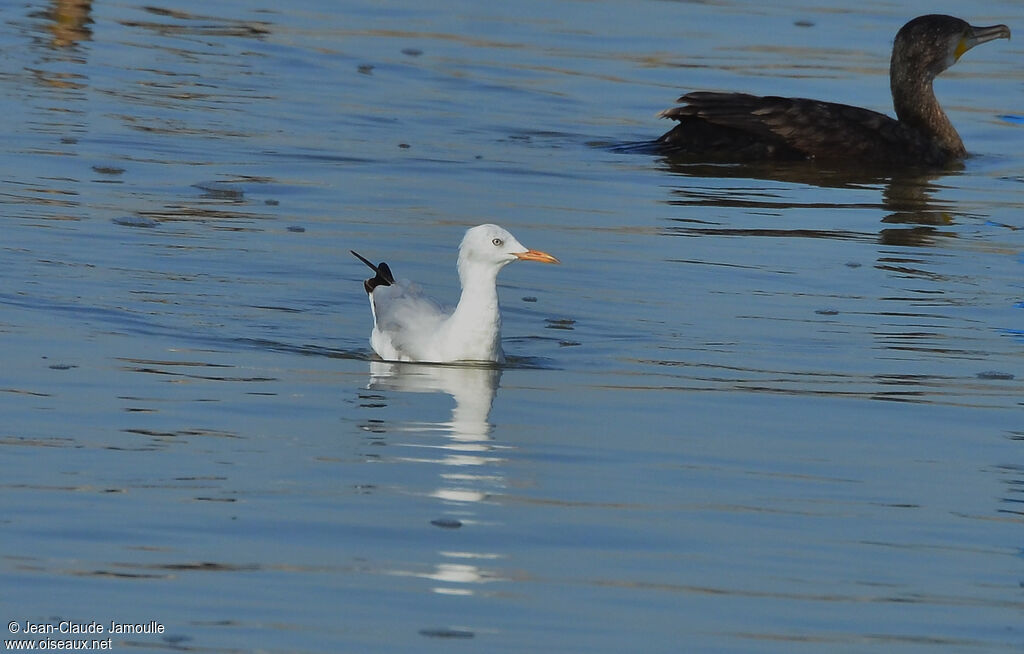 Slender-billed Gull