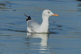 Slender-billed Gull