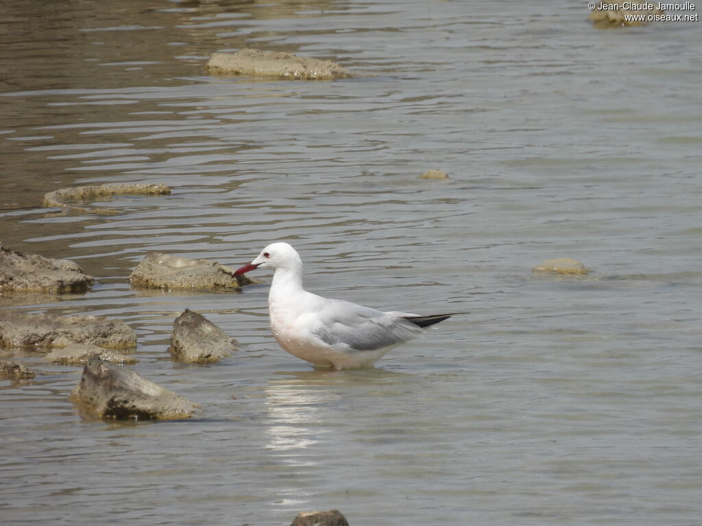 Slender-billed Gull