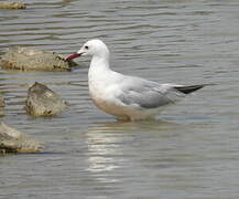 Slender-billed Gull