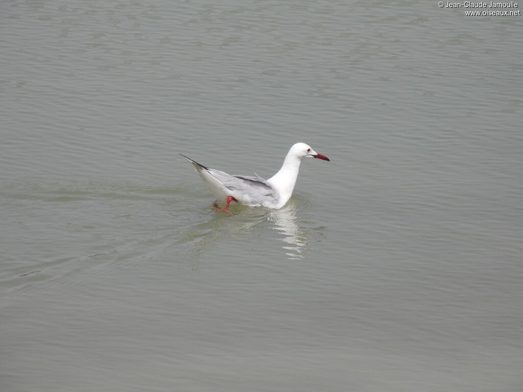 Slender-billed Gull