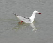 Slender-billed Gull