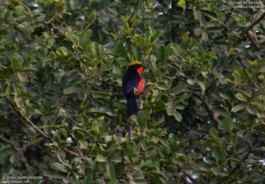 Yellow-crowned Gonolekadult, Behaviour