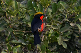 Yellow-crowned Gonolek