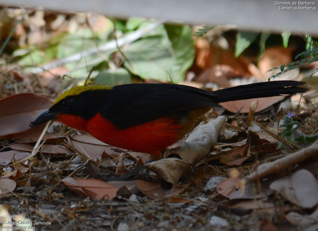 Yellow-crowned Gonolek, identification, feeding habits