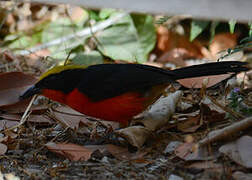 Yellow-crowned Gonolek