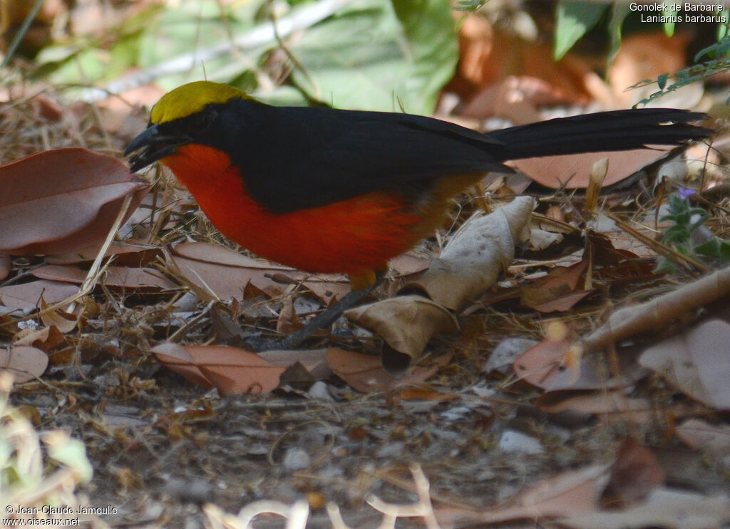 Yellow-crowned Gonolek, feeding habits, Behaviour