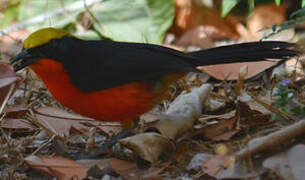 Yellow-crowned Gonolek