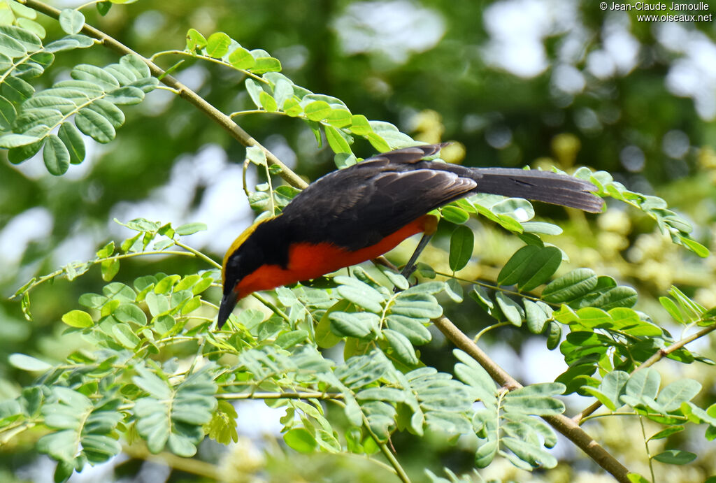 Yellow-crowned Gonolek