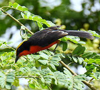 Yellow-crowned Gonolek