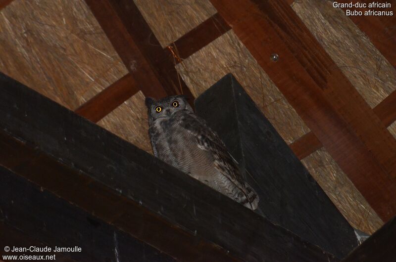 Spotted Eagle-Owl, Behaviour