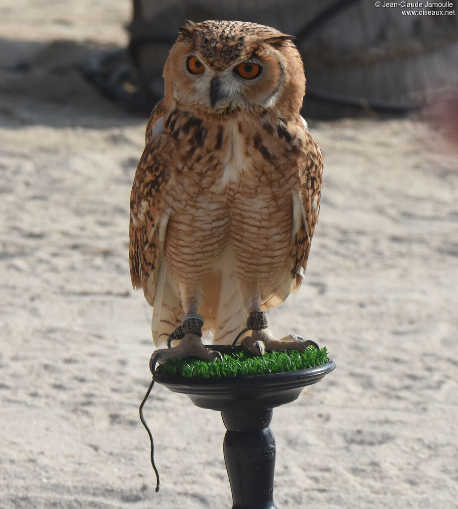 Pharaoh Eagle-Owl