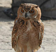 Pharaoh Eagle-Owl