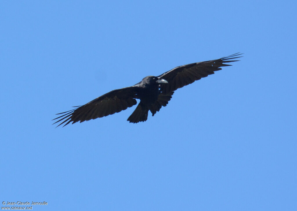 Northern Raven (tingitanus)