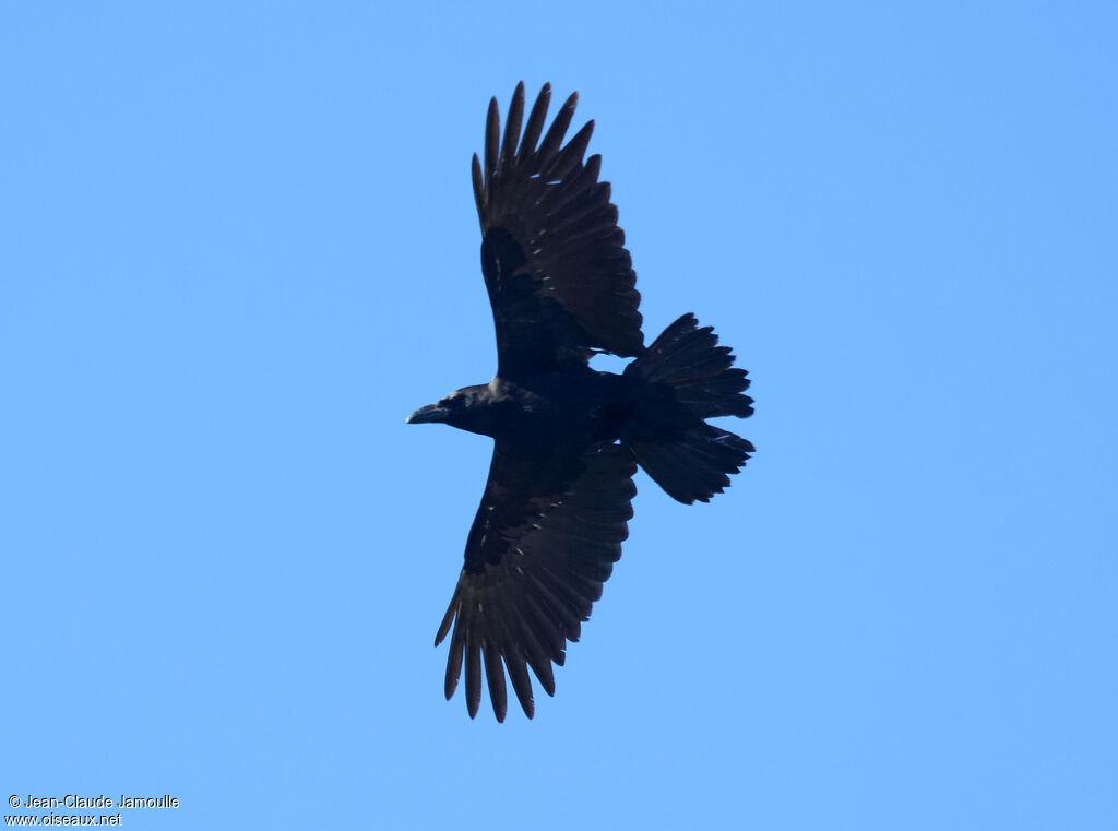 Northern Raven (tingitanus)