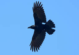 Northern Raven (tingitanus)