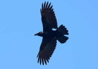 Grand corbeau des Canaries