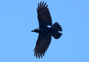 Grand corbeau des Canaries