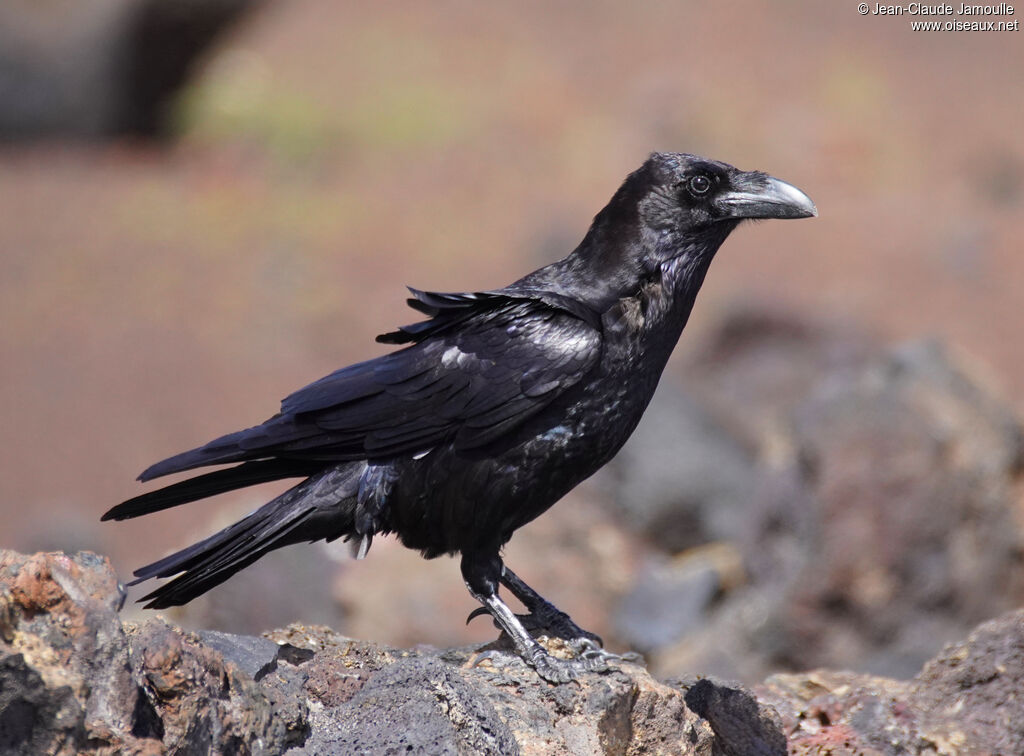 Grand corbeau des Canaries