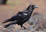 Grand corbeau des Canaries