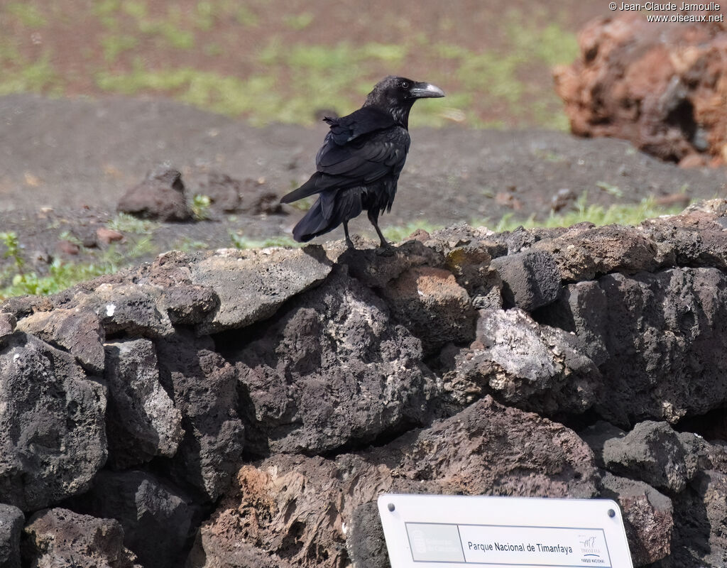 Grand corbeau des Canaries